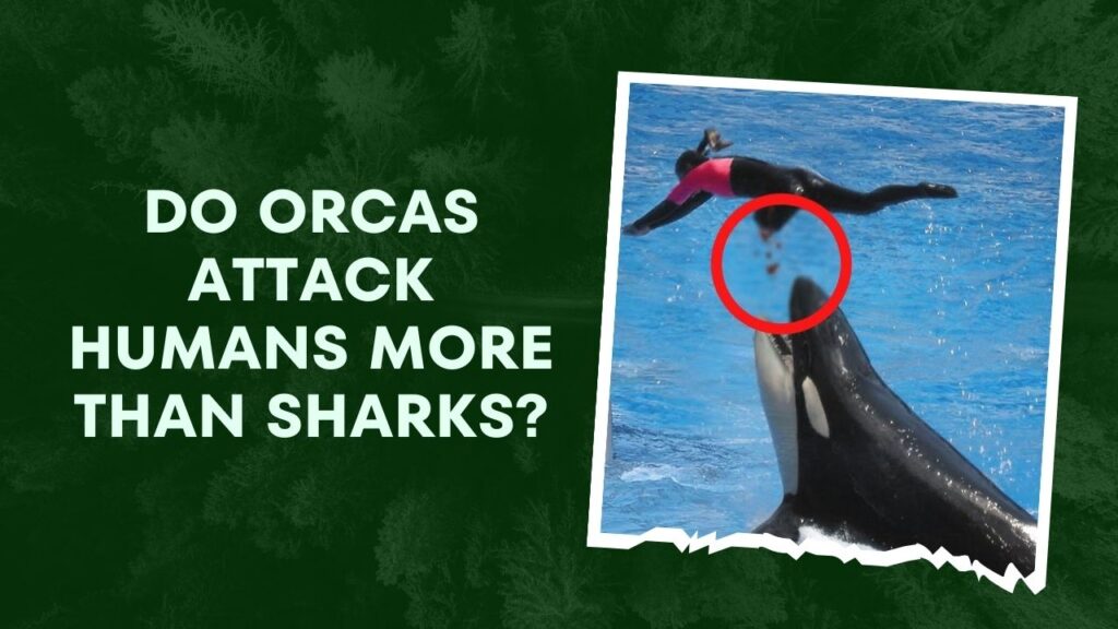 Do Orcas Attack Humans More Than Sharks