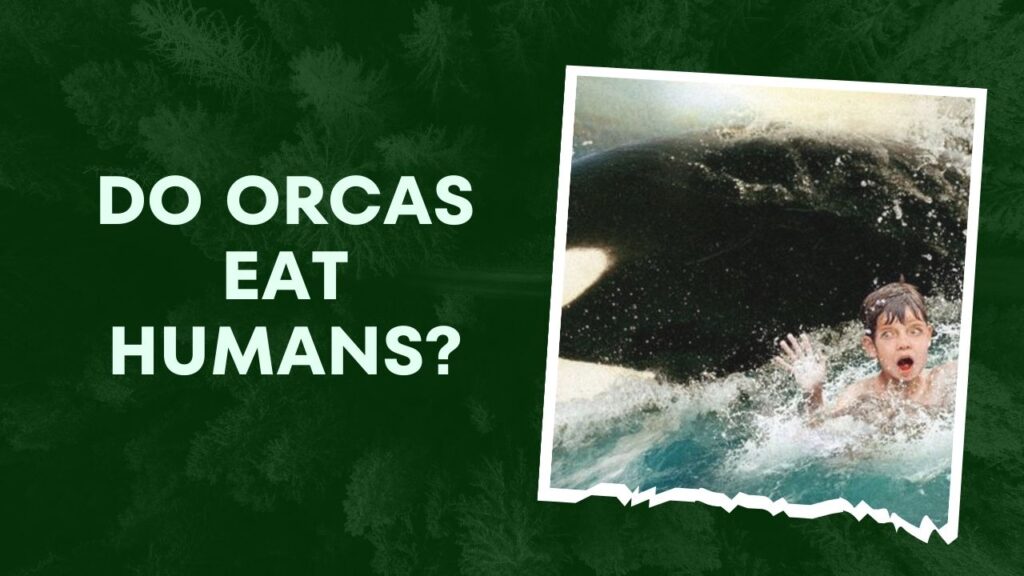 Do Orcas Eat Humans