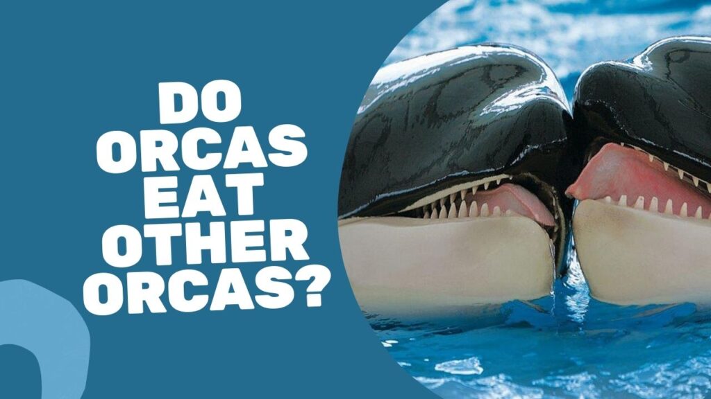 Do Orcas Eat Other Orcas