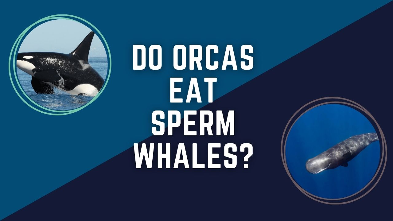 Do Orcas Eat Sperm Whales? The Ultimate Predator Showdown | DolphinXpert