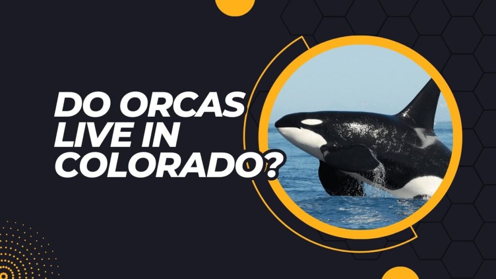 Do Orcas Live In Colorado