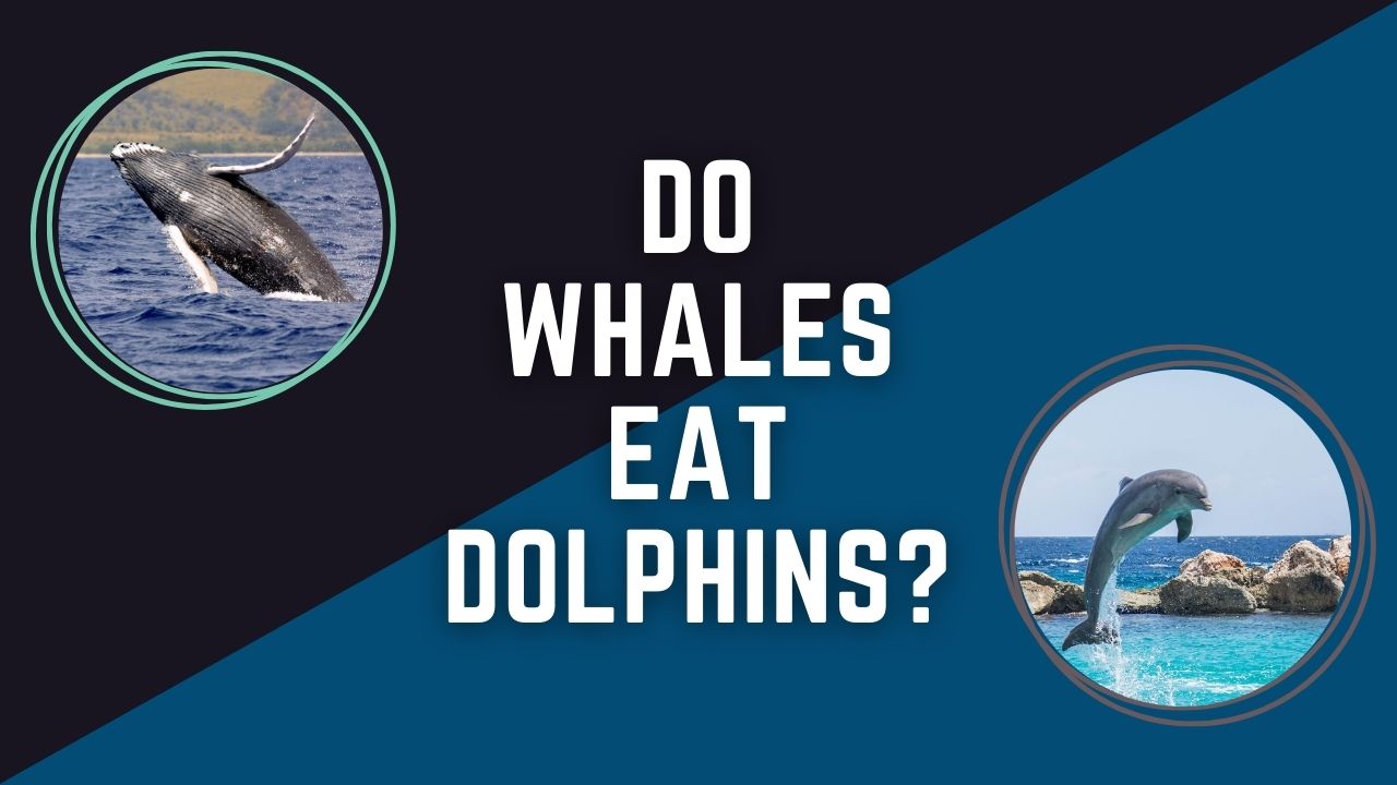 Do Whales Eat Dolphins? Revealing the Predatory Behavior | DolphinXpert