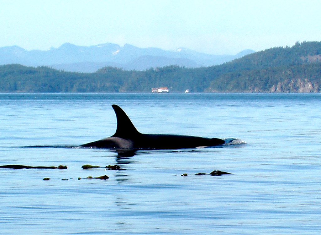 Do Orcas Live In Canada