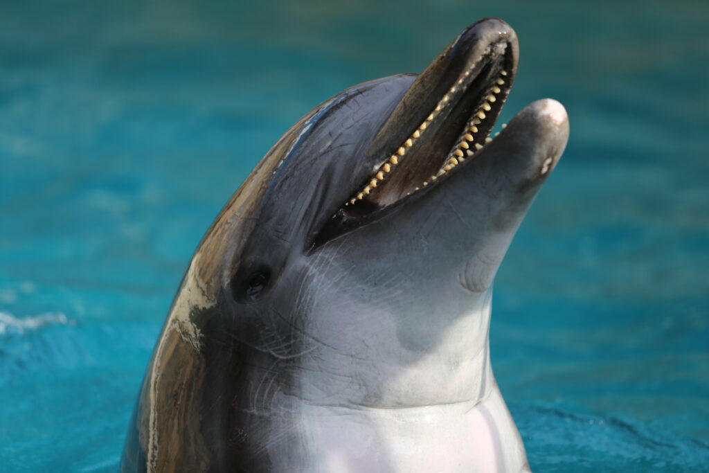 Dolphin Teeth vs. Human Teeth 
