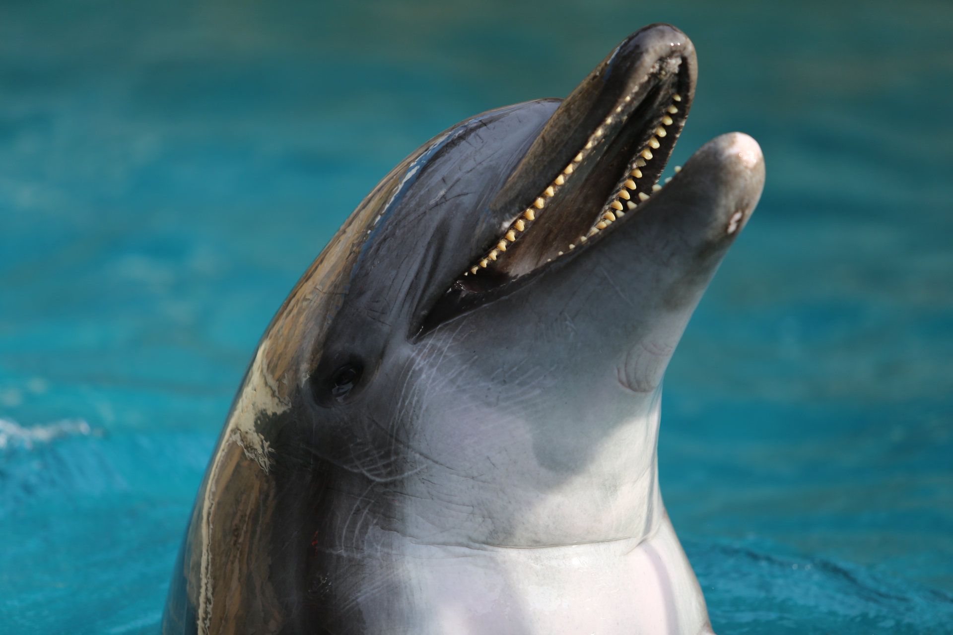 Dolphin Teeth Vs. Human Teeth: A Comparative Analysis | DolphinXpert.com