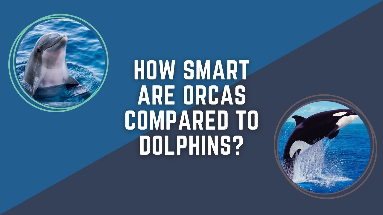 How Smart Are Orcas Compared To Dolphins? Intelligent Showdown