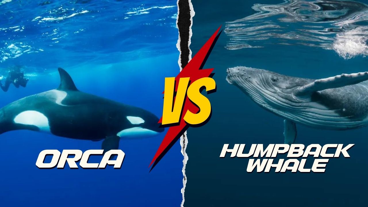 Humpback Whale Vs Orca: Ocean Giants Showdown | DolphinXpert.com