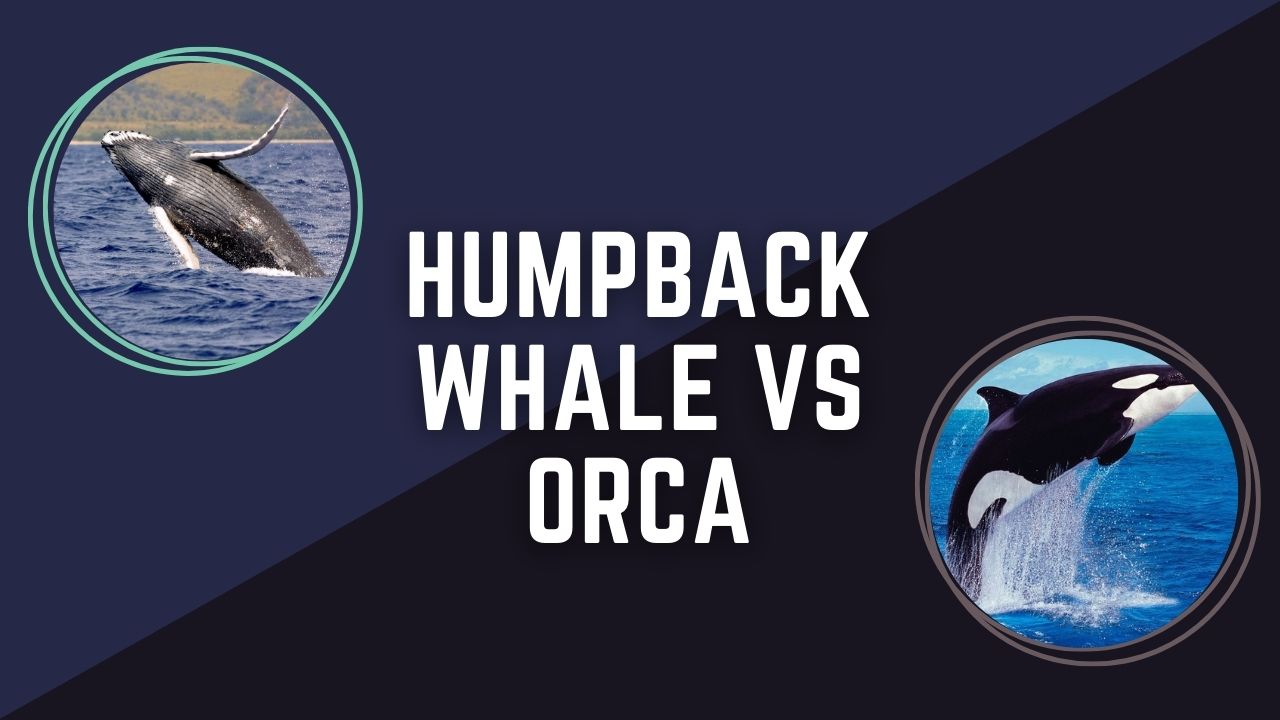 Humpback Whale Vs Orca: Ocean Giants Showdown | DolphinXpert.com