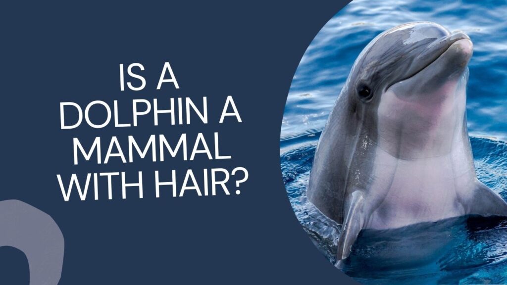 Is A Dolphin A Mammal With Hair
