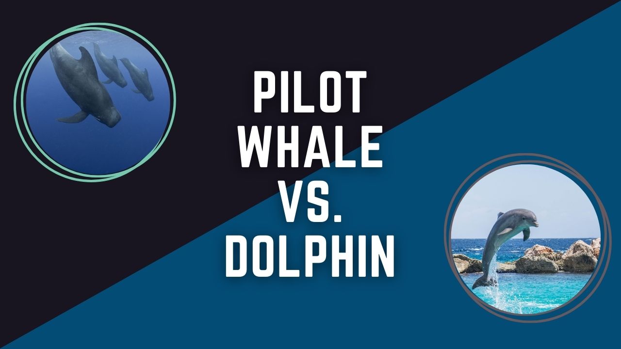 Pilot Whale Vs. Dolphin: The Ultimate Battle of the Giants | DolphinXpert