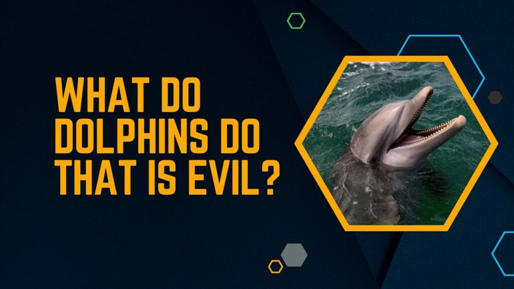 What Do Dolphins Do That Is Evil