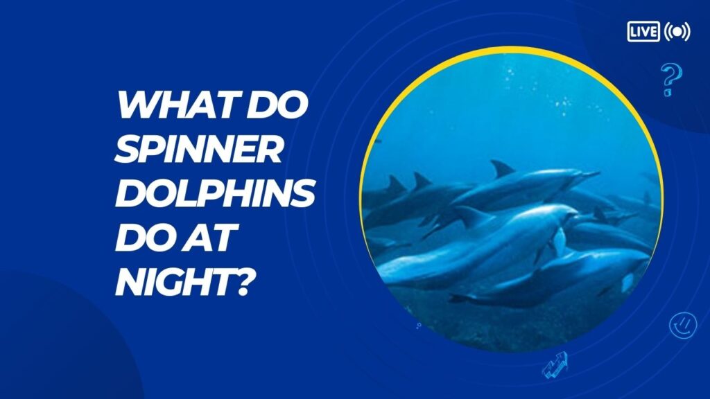What Do Spinner Dolphins Do At Night