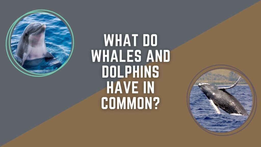 What Do Whales And Dolphins Have In Common