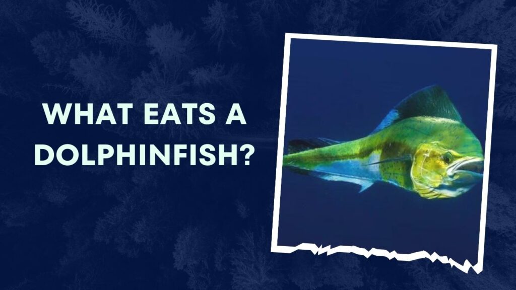 What Eats A Dolphinfish