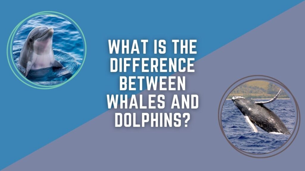 What Is The Difference Between Whales And Dolphins