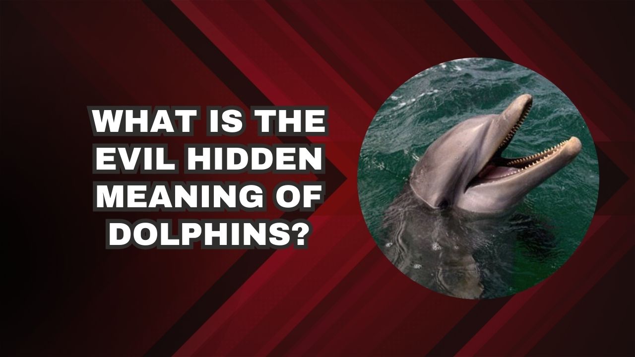 What Is The Evil Hidden Meaning Of Dolphins Secrets Unveiled 9103