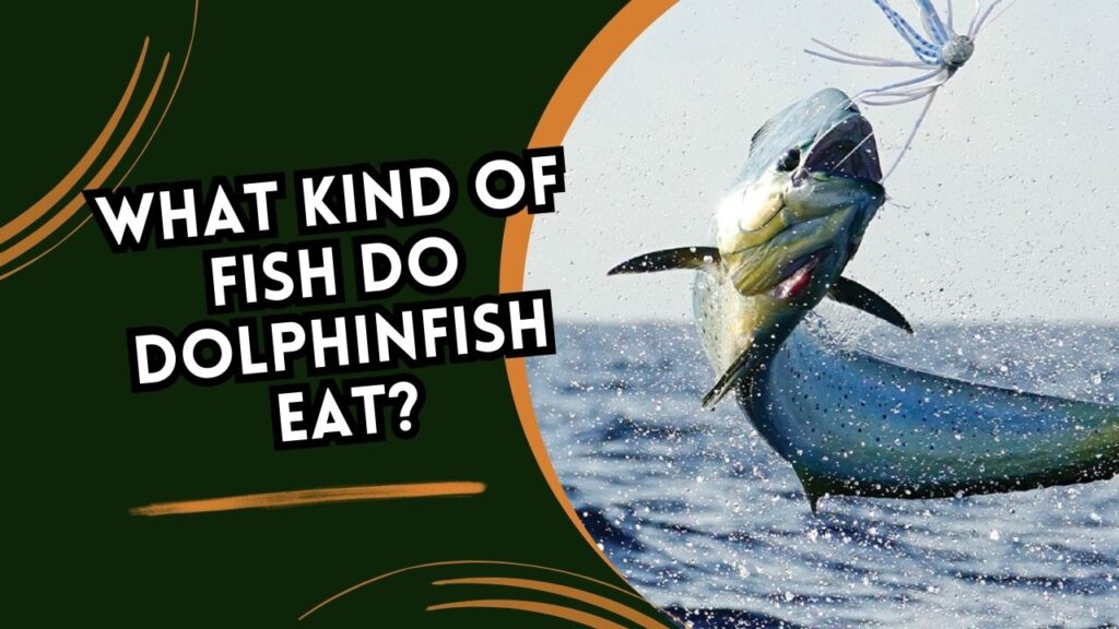 What Kind Of Fish Do Dolphinfish Eat