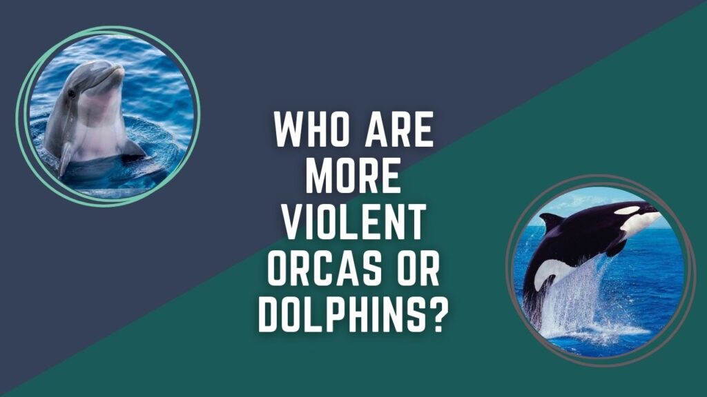 Who Are More Violent Orcas Or Dolphins