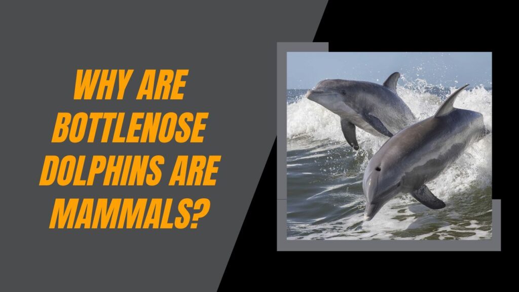 Why Bottlenose Dolphins Are Mammals?