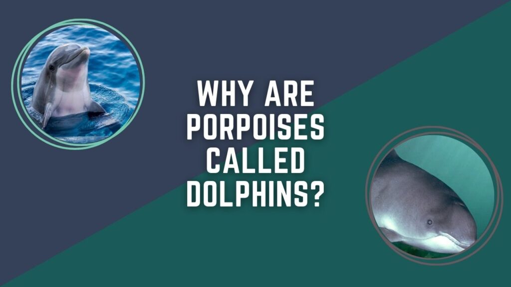 Why Are Porpoises Called Dolphins