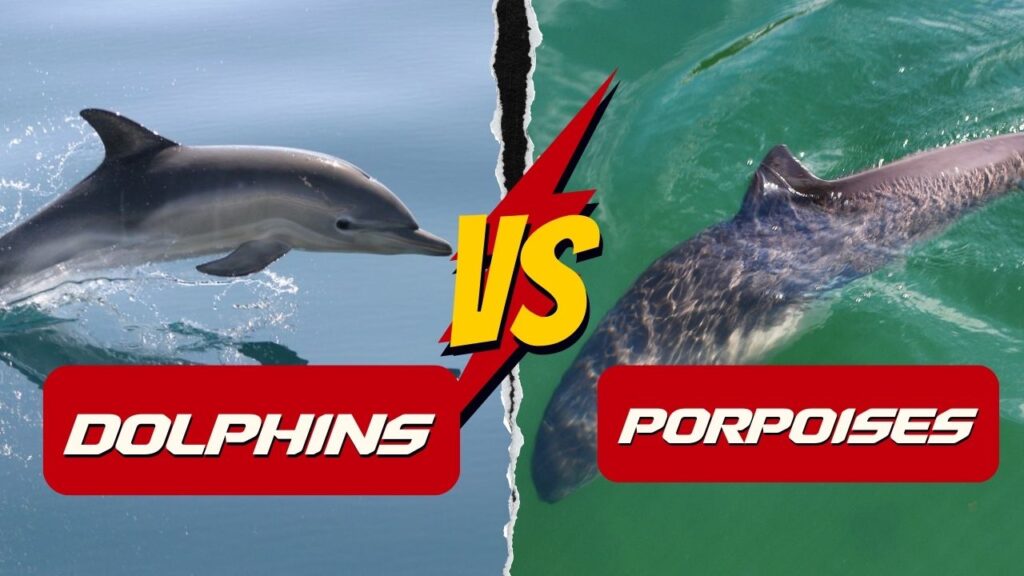 Why are porpoises called dolphins