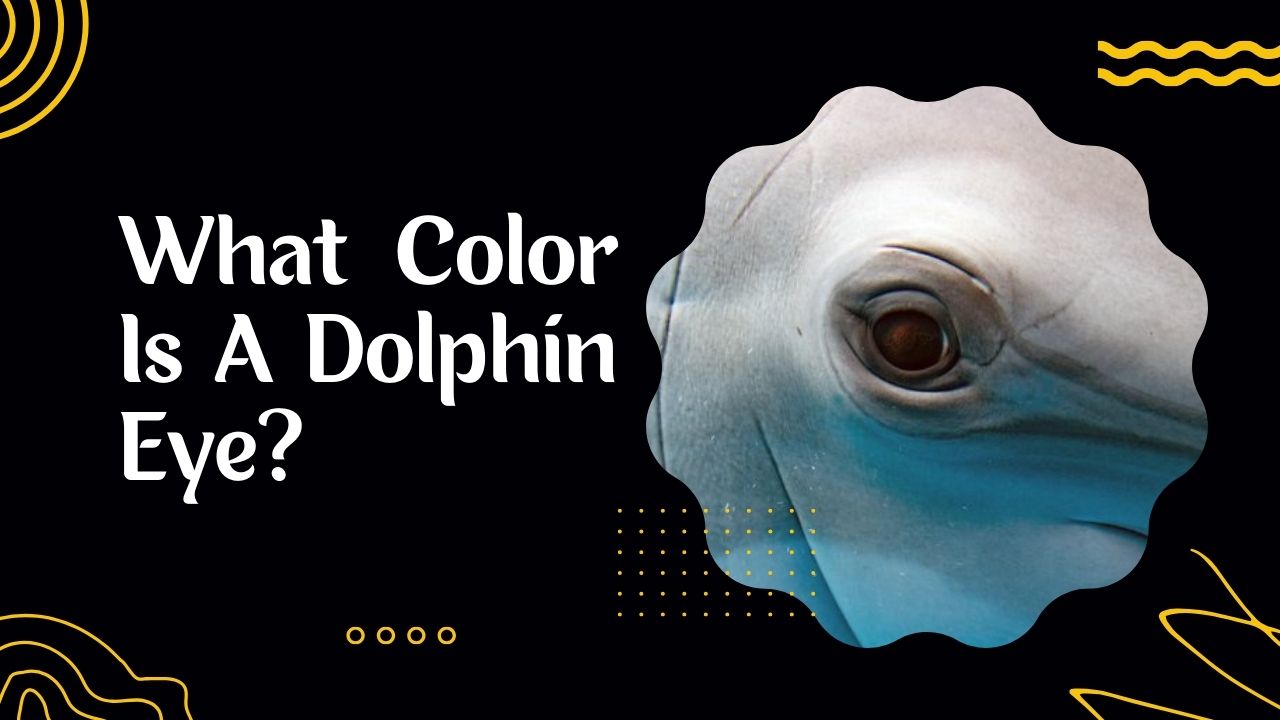 Why Are Some Dolphins Darker Than Others? Unraveling the Mystery ...