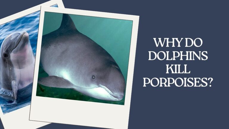 Why Do Dolphins Kill Porpoises? Unveiling the Dark Truth | DolphinXpert