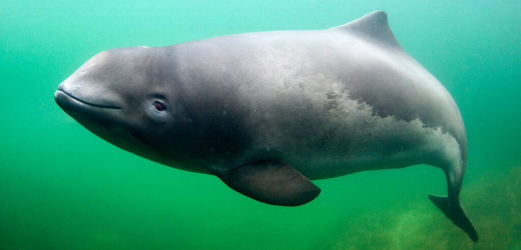 Why Do Dolphins Kill Porpoises