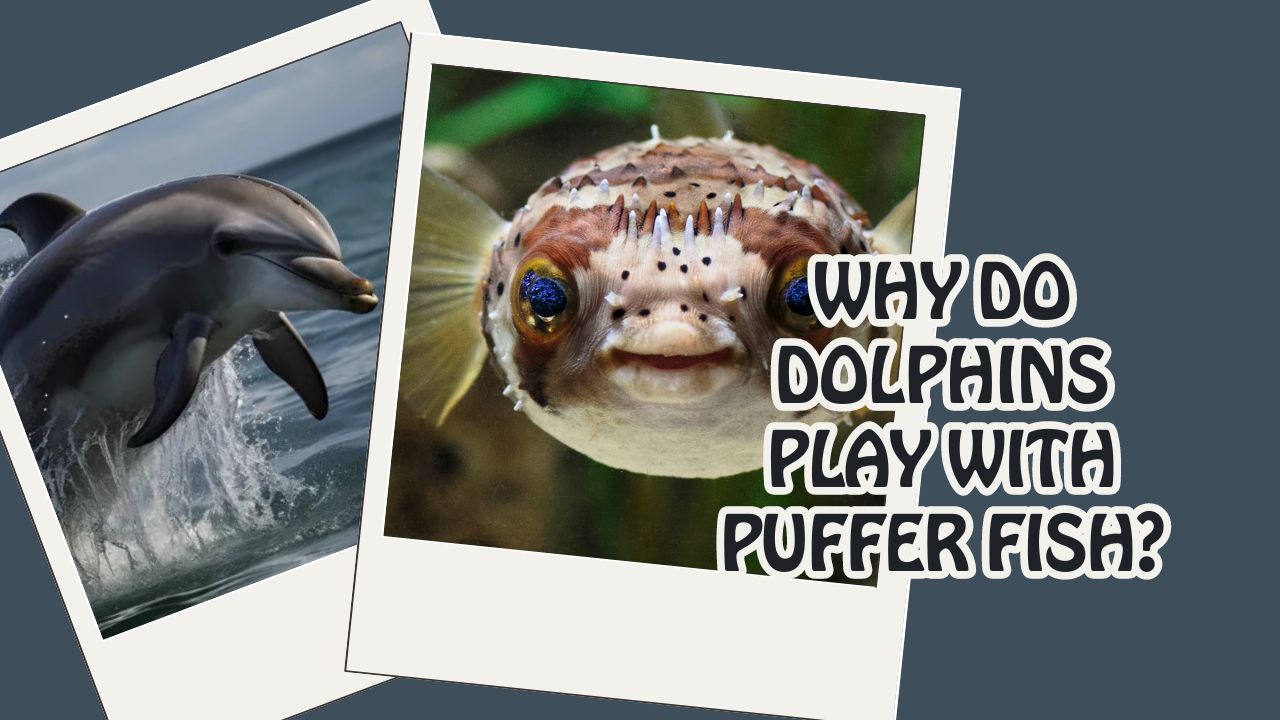 Why Do Dolphins Play With Puffer Fish? Fascinating Insight | DolphinXpert