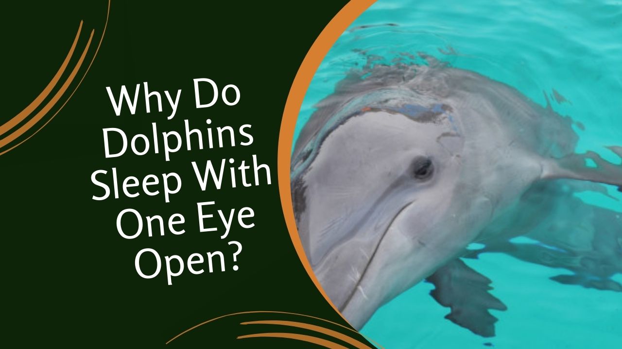 Why Do Dolphins Sleep With One Eye Open? Fascinating Adaptation ...