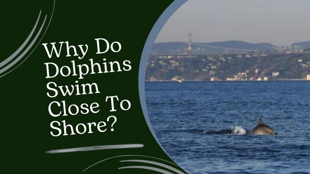 Why Do Dolphins Swim Close To Shore