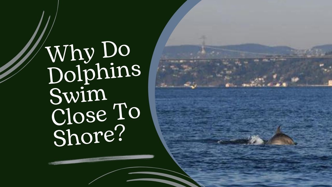 Why Do Dolphins Swim Close To Shore? The Intriguing Secrets ...