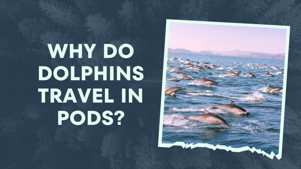 Why Do Dolphins Travel In Pods