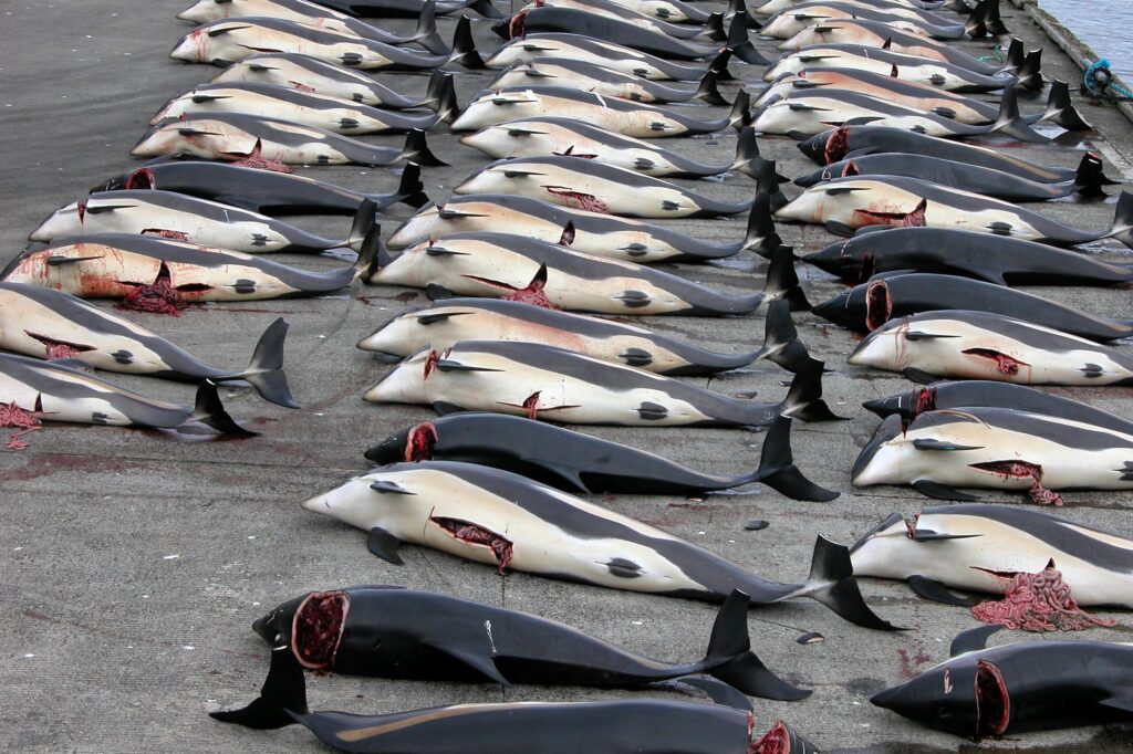 Why Do Japanese Kill Whales And Dolphins