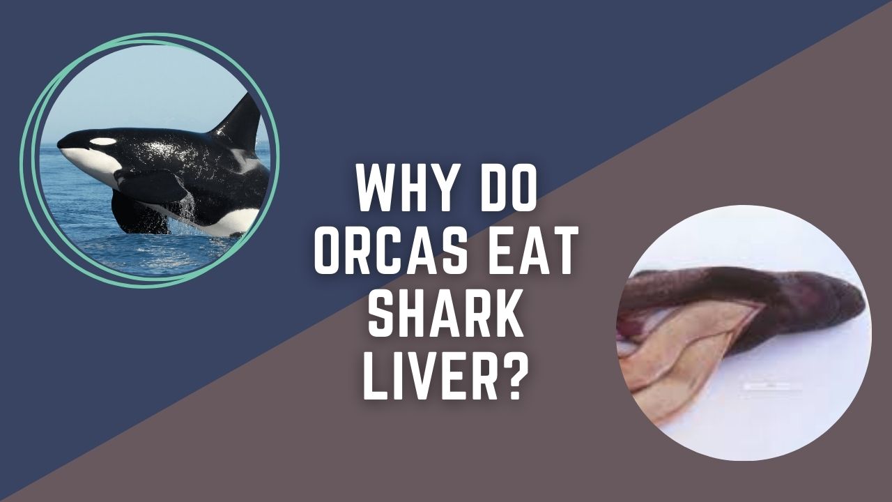 Why Do Orcas Eat Shark Liver? The Subtle Predatory Strategy | DolphinXpert