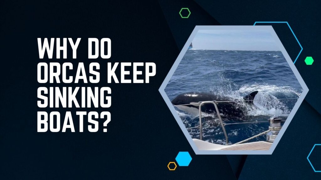 Why Do Orcas Keep Sinking Boats