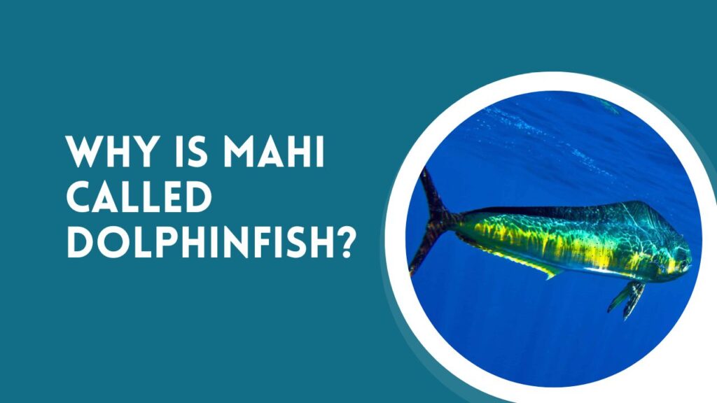 Why Is Mahi Called Dolphinfish