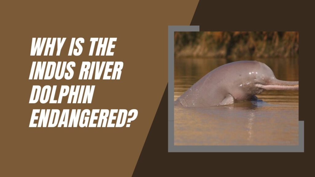 Why Is The Indus River Dolphin Endangered
