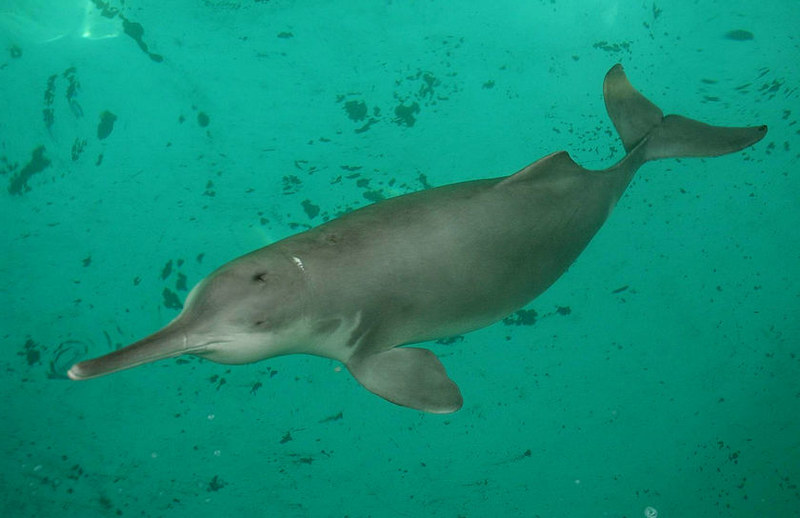 Why Is The Indus River Dolphin Endangered