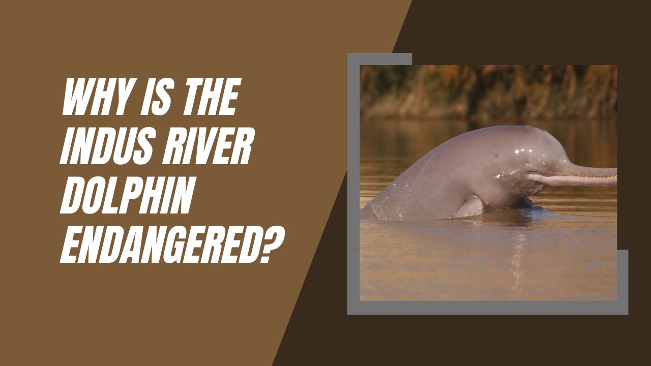 Why Is The Indus River Dolphin Endangered? | DolphinXpert