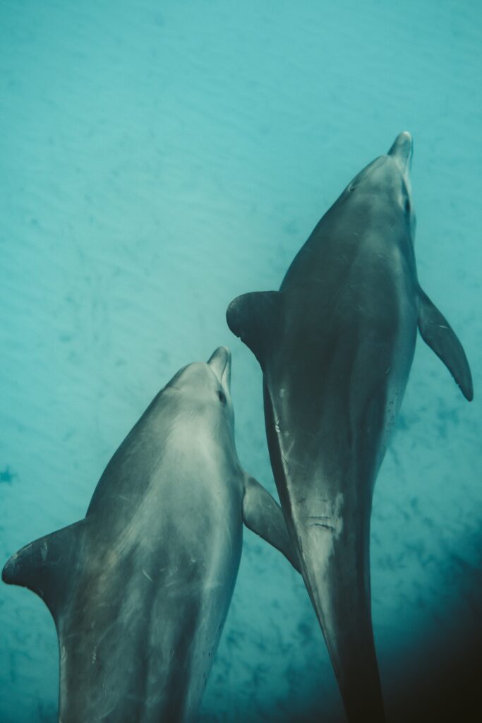 Why Do Dolphins Sleep With One Eye Open? 