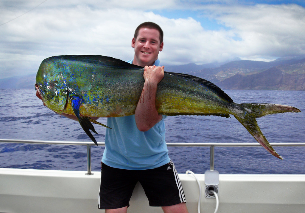 What Does A Dorado Fish Look Like