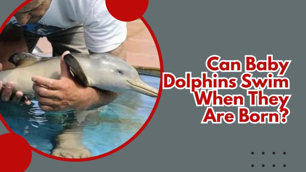 Can Baby Dolphins Swim When They Are Born