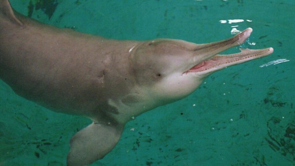 Do Baiji Dolphins Live In Groups