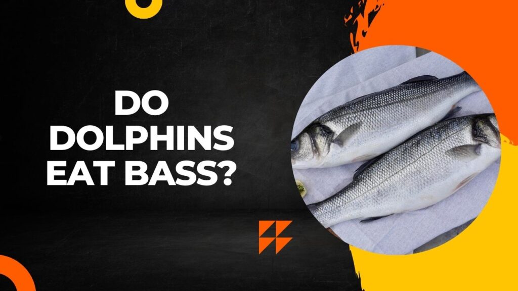 Do Dolphins Eat Bass