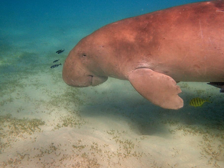 Do Dolphins Eat Dugongs 