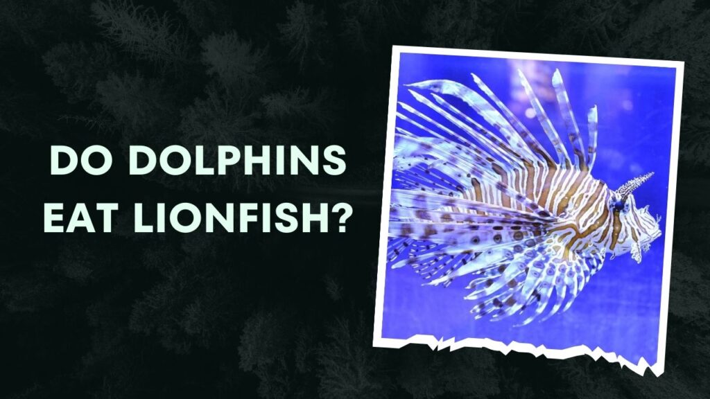 Do Dolphins Eat Lionfish