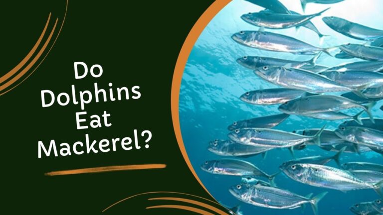 Do Dolphins Eat Mackerel? Unveiling the Secrets of Their Diet ...