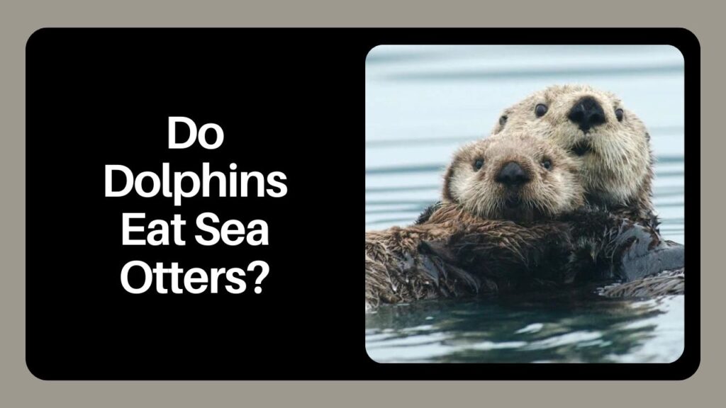 Do Dolphins Eat Sea Otters