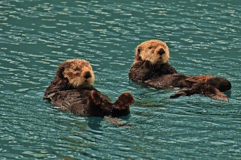 Do Dolphins Eat Sea Otters 